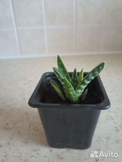 Алоэ пёстрое (тигровое)