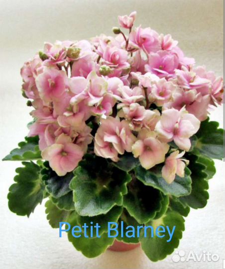 Фиалки сортовые