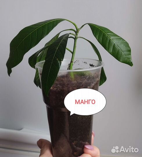 Манго Тайланд