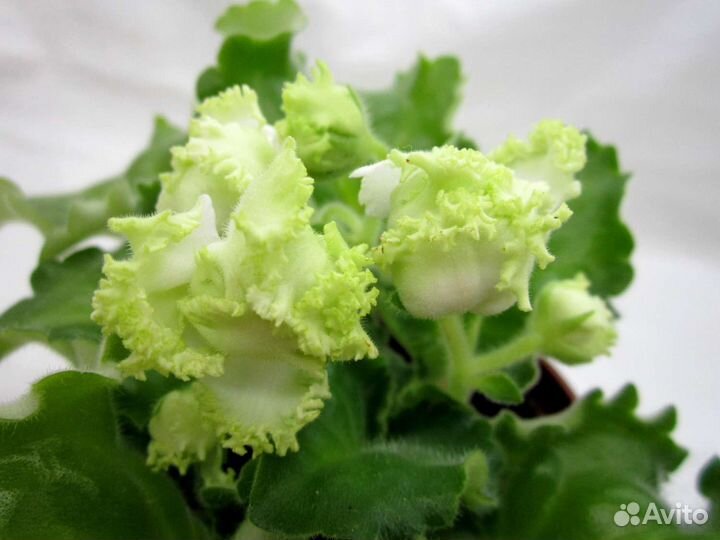 Фиалка Scarlett O'Hara