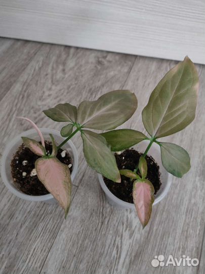 Сингониум Маранта Нетатантус Каллизия и др