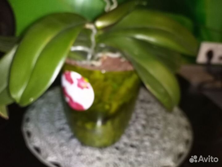 Орхидея фаленопсис Golden peoker