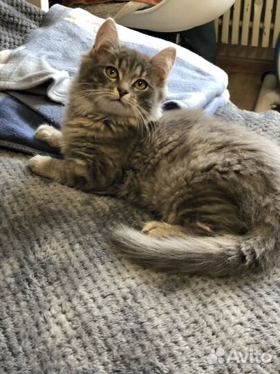 Пушистый котенок с сибирскими корнями