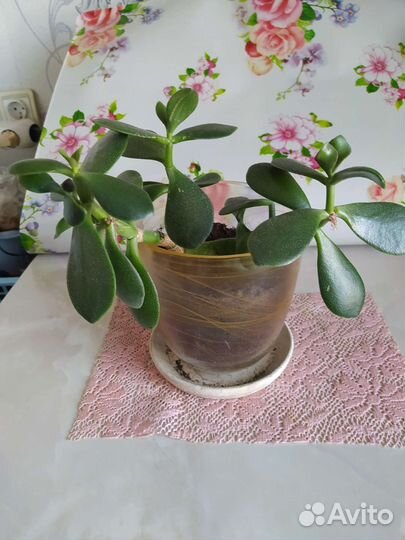 Комнатные цветы драцена