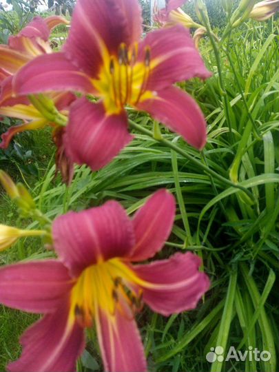 Лилейник и лилия(сортовые)