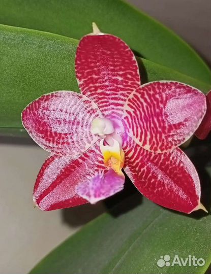 Орхидея фаленопсис