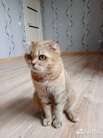 Шотландская вислоухая кошка