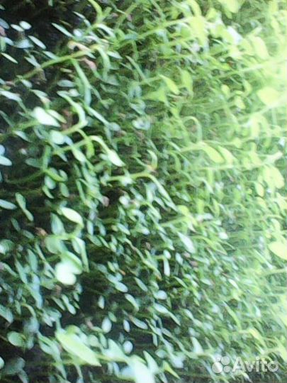 Саженцы Голубики садовой от 100 шт на доращивание