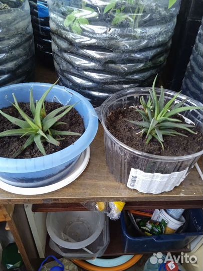 Комнатные растения