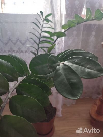 Замиокулькас