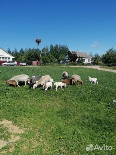 Ярочки,барашки процентные, чистопородные катумские