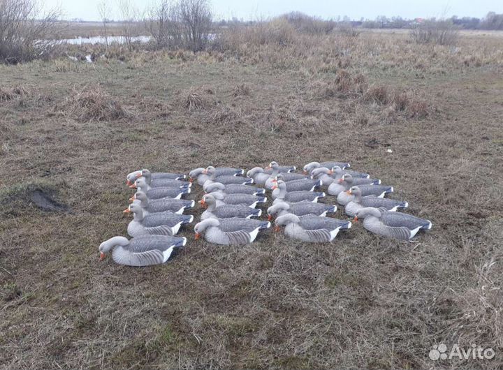 Профиля гусей гринхед