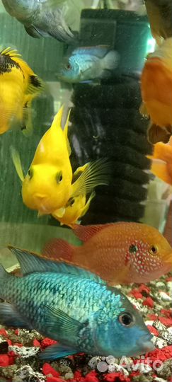 Аквариумные рыбки