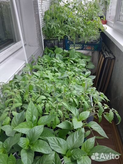 Продам рассаду(помидор,перец) и комн.цветы