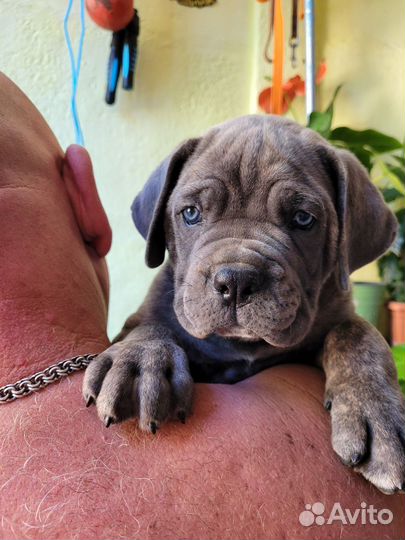 Щенки кане корсо