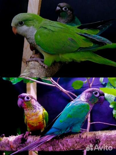 Попугай пиррура, ожереловый, Монах выкормыши с днк