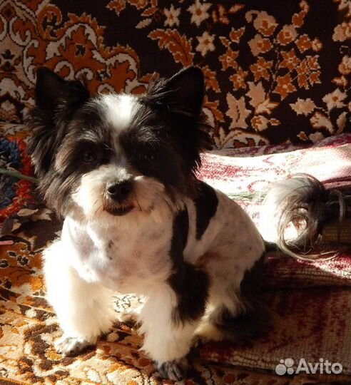 Вязка бивер йорков