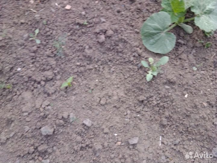 Рассада тыквы,золотая