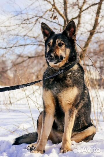 Ариэль, в меру активная и очень жизнерадостная