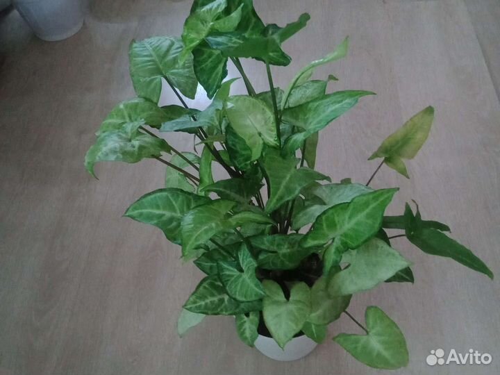 Цветы для дома