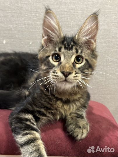 Котята породы Мейн-кун