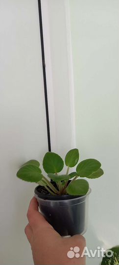 Продам цветы комнатные