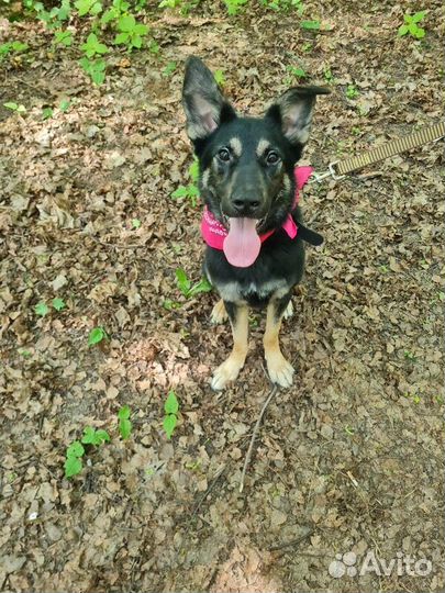 Метис овчарки Марта в добрые руки