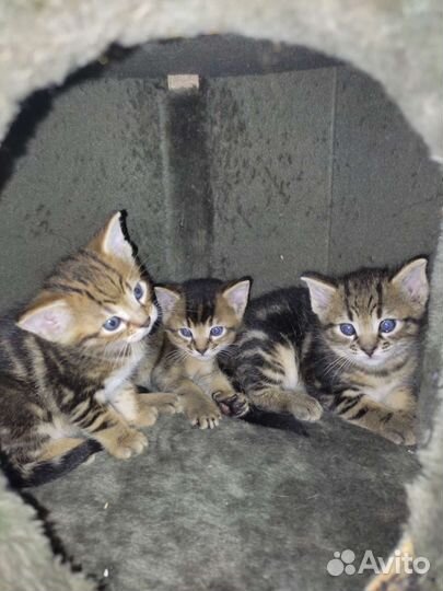 Котята