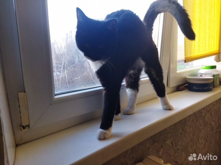 Отдам милую кошечку в добрые руки