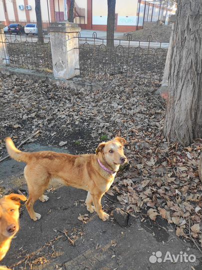 Их пытались отправить