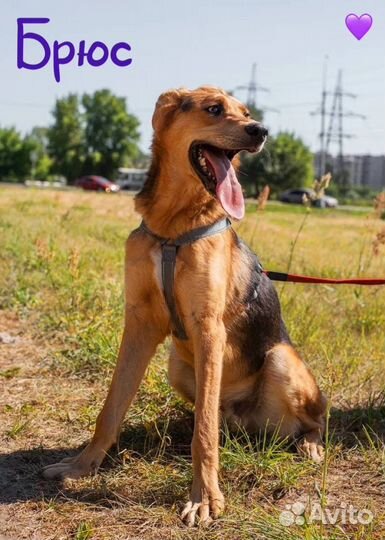 Добрый пёс из приюта ищет дом