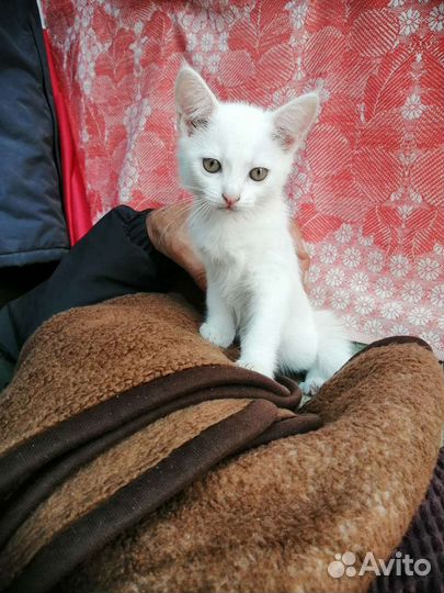 Котята домашней кошки полукровки