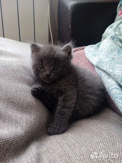 Котята в добрые руки бесплатно