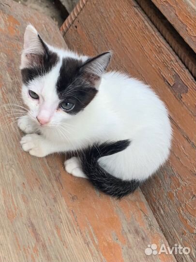 Котята отдам в добрые руки бесплатно
