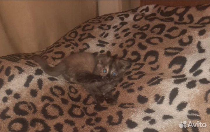 Котята в добрые руки бесплатно