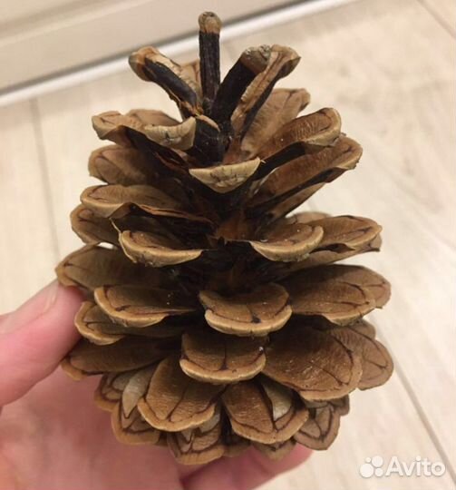 Шишки сосновые для декора