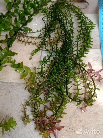 Аквариумные растения прополка(за всё)