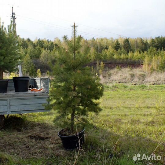 Саженцы сосны