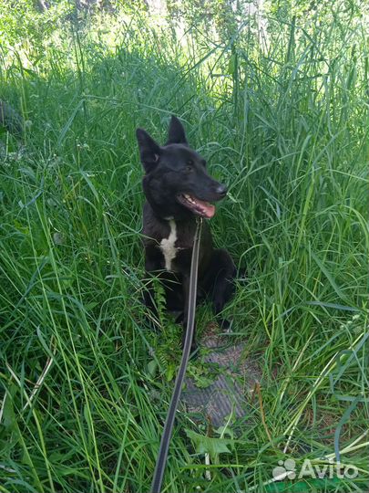 Собачка в добрые руки