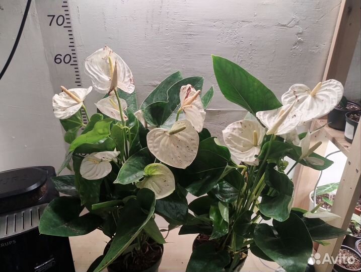 Антуриум Аляска