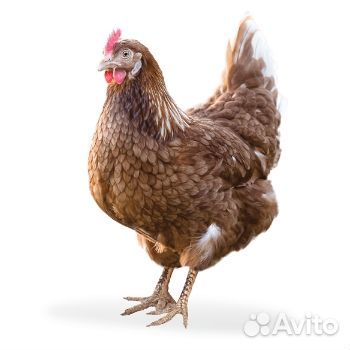 Инкубационное яйцо несушки Tetra Country