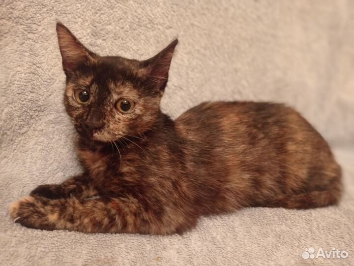 Кошка в дар