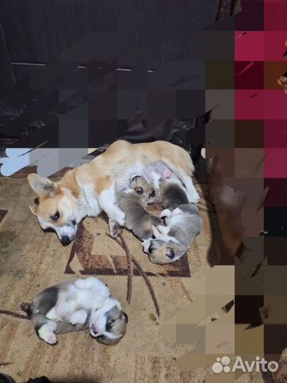 Щенки корги