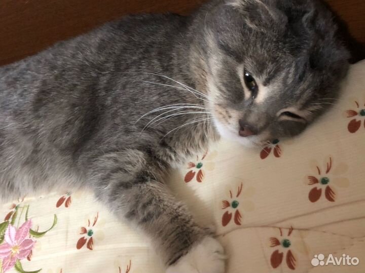 Потерялась моя кошка