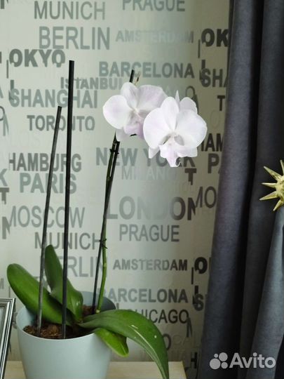 Орхидея