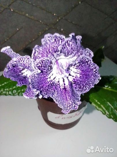 Взрослое растение блеск Берри