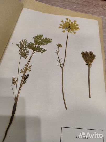 Гербарий сельскохозяйственных растений 1978 г