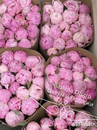 Высокие розы 80 см, розы с доставкой 24/7