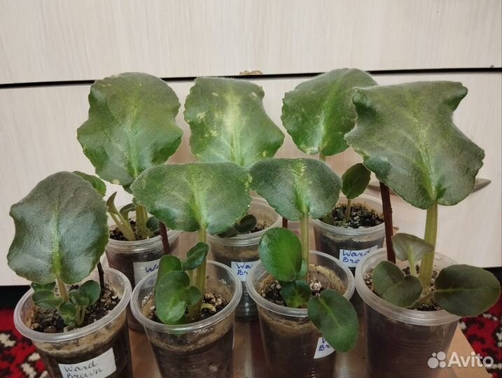 Фиалка Ward Brown