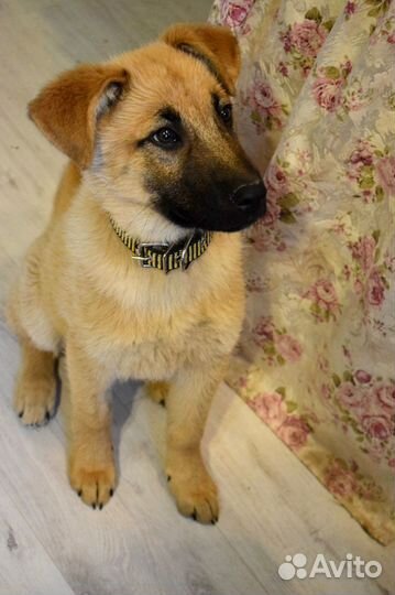 Щенок мальчик Оскар 4 мес